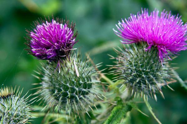 Devedikeni Bahenizde tm yaz iek aan ve ayn zamanda keneleri kovan bir bitkiye sahip olmak ister misiniz? Dalmaya devedikeni bu iki rol iin idealdir. Papatya benzeri ieklerle kapl gze arpmayan al, bir sredir bahvanlarn jargonunda "sivrisinek ve kene ldrc" olarak anlyor.