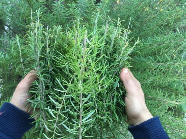 Biberiye ayrca keneleri uzaklatran bir bitkidir, bu nedenle bahelerde bulunmas iddetle tavsiye edilir. Biberiye nasl yetitirilir? ok gevek ve geirgen bir toprak salamanz gerekir. Tercihen drenajn hakim olduu, rnein geniletilmi kil ile. Biberiye Akdeniz'e zgdr, bu nedenle kene kovucu bir bitki olarak hareket etmesi iin ok fazla sya ve gnee ihtiyac vardr.