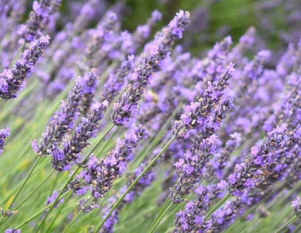 Lavanta Dar yaprakl lavanta Sadece gzel grnmekle kalmayp keneleri de uzaklatran bitkiler sz konusu olduunda lavanta tartmasz liderdir. stelik harika kokuyor, bu da baheye ho bir hava katyor. Lavanta neden bu kadar ok zellie sahiptir? Hepsi iindeki esansiyel yalar sayesinde!