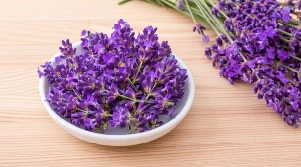 Bu nedenle, lavantann hem kozmetik endstrisinde hem de aromaterapide kullanlmas ve ayn zamanda doal bir itici olarak hizmet etmesi muhtemelen artc deildir. Linalool asetat, linalool ve ocimene gibi maddeler lavantada bulunabilir, bu da onu kenelerin yan sra sivrisinek ve akarlar da kovan bitkilerden biri yapar.
