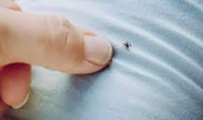 Yaz aynn gelmesiyle birlikte ayrlk ve ormanlk alanlarda daha fazla vakit geirmeye baland. Ak hava herkese iyi gelse de kene tehlikesi ile ba baa kalnyor. Peki kenelerden nasl korunuruz? te keneleri uzaklatran bitkiler...