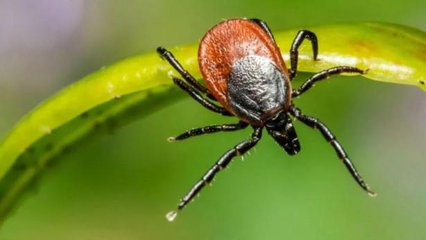 Biberiye<br> Bitki bahesinde ekim iin ipular Biberiye Biberiye baka bir ok ynl bitkidir. Bununla birlikte, ou zaman, faydalarn birok yemein tadn zenginletirdii mutfakta kullanmakla snrlyoruz. Biberiye ve ondan elde edilen esansiyel ya, enflamasyonu yattrma yetenekleriyle bilindikleri modern bitkisel tpta olduu kadar aromaterapide de byk deer tar.