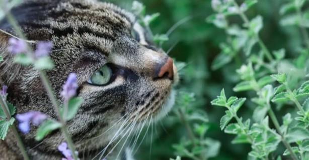 Bahenizde olmasn istiyorsanz, dikmenize hibir engel yok. Hemen hemen her toprakta byd iin, bymek iin dk gereksinimlere sahiptir, parlak konumlar sever, ancak ksmi glgeye de yerletirilebilir. Ne yazk ki, byle bir pozisyonda, tam gnete olduu kadar etkili deildir. Kedi nanesi, kene kovucu bir bitki olarak byk ihtiyalara sahip olmasa da, zaman zaman sulamaya ve ylda bir kez gbrelemeye deer.