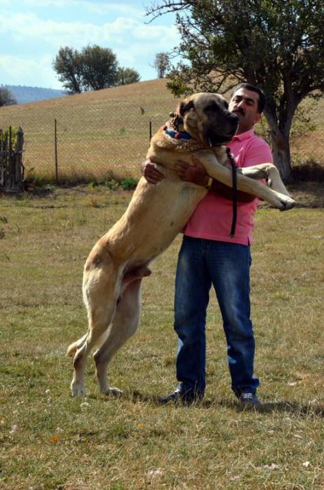 lk nce Alman kurdu beslediini, daha sonra da kangal cinsi kpeklere merak saldn anlatan Kara, bu nedenle Sivasa giderek aratrma yaptn kaydetti.