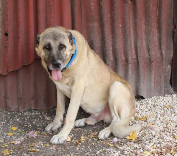 Otomobil parasna kpek satn ald