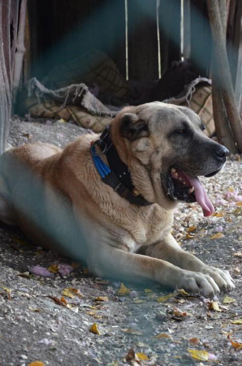 Arabam ve koyunlarm satarak hayvanm aldm. En iyi ekilde bakyorum. O benim gururum. Onun baklar, benimle gezmesi... anlatlmaz gerekten.
