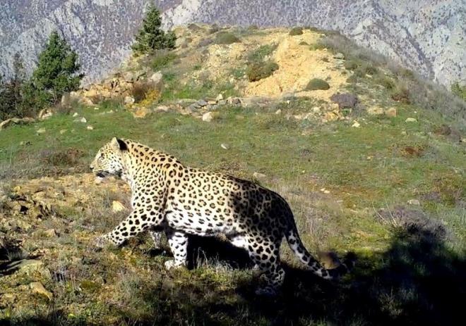 ?Nesli tehlike altndaki en hassas trlerimizden biri olan Anadolu Pars'nn avlanmasnn kesinlikle yasak olduunun bir kez daha hatrlatlmasnda fayda vardr. Bu minvalde yllardr izini srmek ve neslini korumak iin gayret gsterdiimiz bu nadir trmzn avlanmasna izin verilmesiyle ilgili aslsz iddialar bir yana, avlayan kiilere uygulanacak para cezasnda 2023 yl banda artrma gidilmi ve tutar 1 milyon 200 bin liraya karlmtr.    Anadolu Pars'nn avlanmas durumunda, 105 bin liraya kadar idari para cezas ve 1 milyon 200 bin lira tazminat bedelinin yan sra 4915 sayl Kara Avcl Kanunu'na gre failler hakknda 2 yldan 5 yla kadar hapis cezasna hkmolunacan kamuoyunun bilgisine sunmak isteriz.?