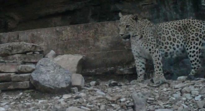 Doa Koruma ve Milli Parklar Genel Mdrl (DKMP), Anadolu Pars'nn avlanmasna izin verildii ynndeki iddialarn gerei yanstmadn ve avlayan kiilere 1 milyon 200 bin lira para cezas uygulanacan aklad.