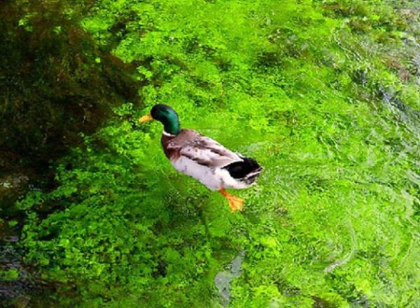 Alveri sizi acktrrsa yol kenarndaki kafelerden birinde durup hayatnzda bulabileceiniz en lezzetli tavuk ii yiyebilirsiniz.