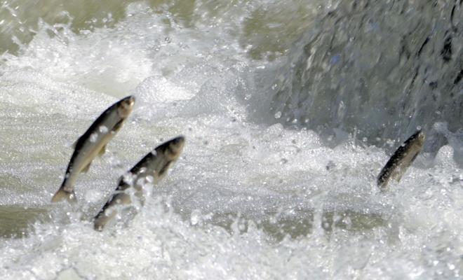 Van Gl kysndaki Yaylyaka Mahallesi'nde yllardr balklkla uraan Ahmet kla, "nci kefali iin balatlan 3 aylk av yasa sona erdi.  Umarz bereketli bir sezon geiririz. Geri bu yl kuraklk nedeniyle baln gn gerekletirdii dereler kurudu. Kuraklk balklar da etkiledi" diye konutu.