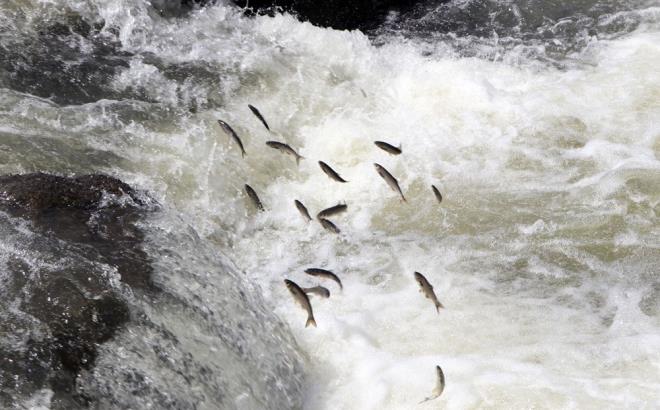 Van Gl'nn endemik tr olan inci kefali iin 15 Nisan?da balayan av yasa sona erdi.    Sezonun balamasyla birlikte balklar 3 aylk bir arann ardndan alarn Van Gl?ne atp ?Vira bismillah? dedi.
