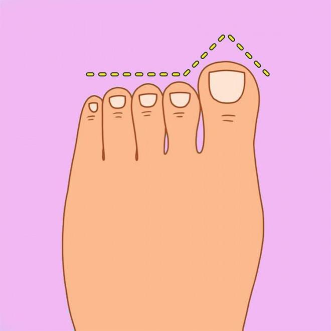 5- ALMAN AYAK TP    Alar, Saksonlar, Franklar, Vandallar ve Vizigotlar soyundan gelenleri temsil eden bu ayak tipinde ba parmak uzun ve byk, dier parmaklar ise tamamen eit boydadr.