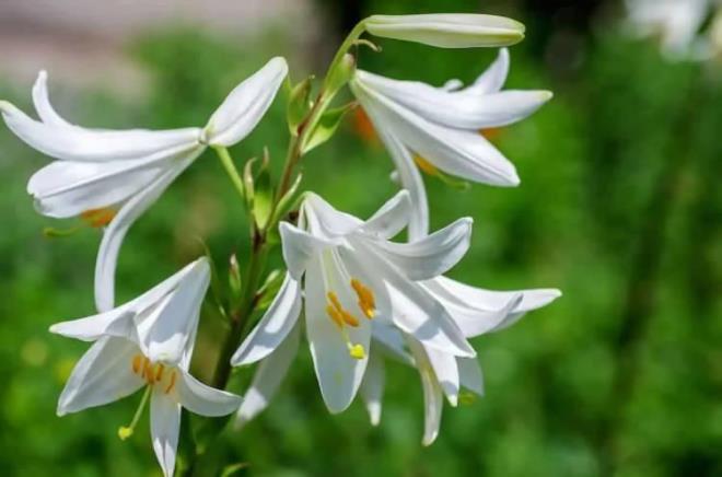 Akzambak (eski) / ak zambak (yeni)