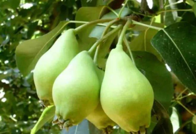 Aka armudu (eski) / Akaarmut (yeni)