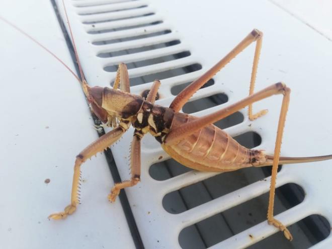 Uzmanlar, bcek trleri ve tarmsal adan zararl haerelerle beslenen "saga ephippigera" tr ekirgenin ifti dostu olduunu ve korunmas gerektiini belirtti.