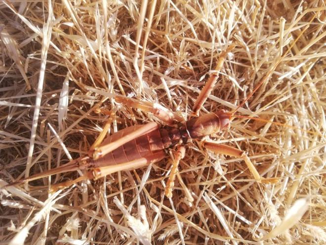 NSANLARA ZARAR VERR M?    Yine uzmanlara gre, "saga ephippigera" tr ekirgelerin insanlara herhangi bir zarar bulunmuyor. Bu tr ekirgeler sayesinde tarm alanlarnda tarm ilac kullanmann da nne geiliyor.