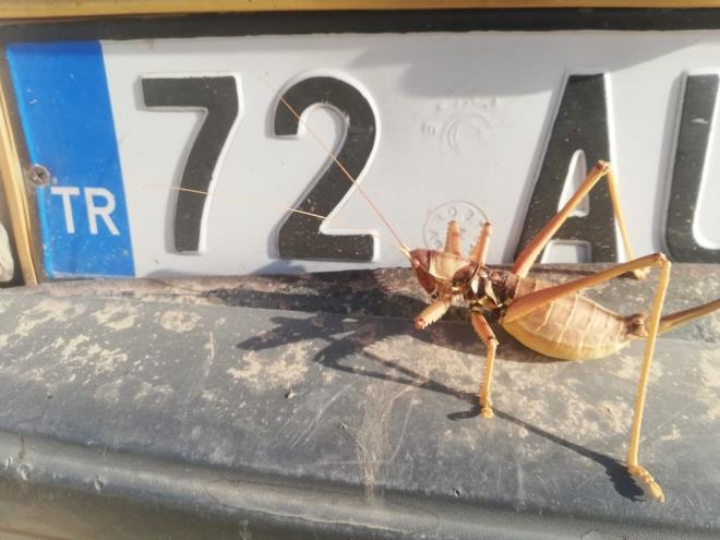 Tarm ve Orman le Mdr Metin Kaplan, uzunluu 20-25 santimetreye kadar ulaan bu ekirge trnn arpa ve buday hasadndan sonra youn grldn belirterek, "Ekinlerin biilmesiyle yiyecek sknts eken ekirgeler yerleim yerlerine geliyor. Bu, zellikle geceleri avlanan etil ekirge." ifadelerini kulland.