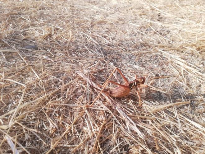 Batman'n Gerc ilesinde etil ekirgeye rastland.