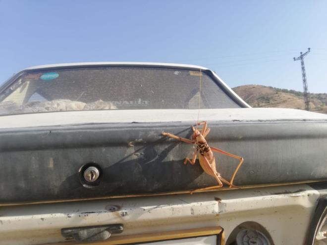 lede yaayan ifti Edip Turgut, otomobilinin zerinde yaklak 25 santimetre uzunluunda etil ekirge buldu.