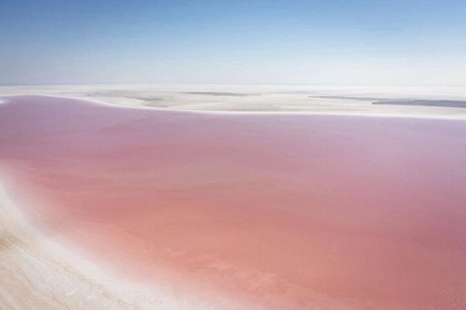 Yine bu dnemde halo bakteriler ise fazla redii iin gln rengi pembe veya krmz renge brnyor.