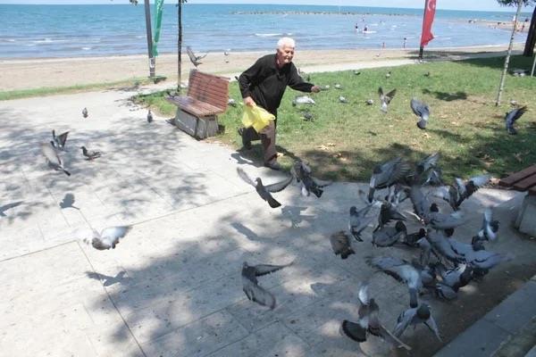 ?Her gn 3 defa besliyorum, yaklak 500 gvercin geliyor?<p>  Kald huzurevinin karsnda gnde 3 kez gvercinleri beslediini syleyen Reat olak, ?Huzurevinde geldiim zaman olduumuz yerden Durugl Mahallesi?ne yry yaptm. Orda 7 tane gvercin grdm ve bu gvercinleri buraya getirmek istedim. Sonrasnda o gvercinleri buraya getirdim. imdi yaklak 500 tane gvercini besliyorum.