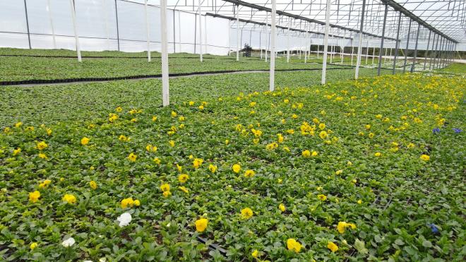 19 milyonluk retim<br>    Keles?in Pnarck Mahallesi?nde 12 dnmlk ak ve kapal seralarda retilen begonya, meneke, kadife, kasmpat gibi mevsimlik iekler, ehir peyzajna kazandrlyor. Getiimiz yl blgede retilen 4 milyon 25 bin 500 adet mevsimlik iee karlk, iftilere 10 milyon 151 bin TL deme yapld. iftinin hnerli ellerinde hayat bulan iekler, Bursa?nn park, bahe, kavak ve refjlerine estetik bir grnm kazandrrken, bu ylsonuna kadar da 5 milyon adedin zerinde iek retimi yaplmas planlanyor. Bu retimle de iek yetitiren iftilere 19 milyon TL?nin zerinde deme yaplmas ngrlyor.