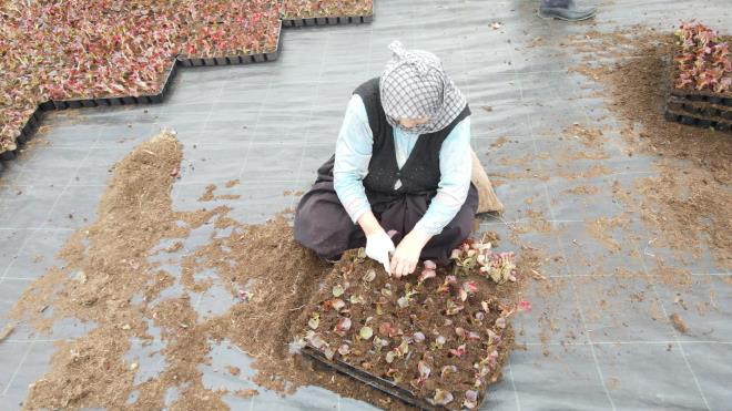 Krsal kalknma hedefleri dorultusunda iftiye her trl destei salayan Bursa Bykehir Belediyesi, Keles?in Pnarck Mahallesi?nde iftiler tarafndan seralarda retilen alm garantili ss bitkileri ile blge ekonomisine deer katyor. iftilerin zenle yetitirdii iekler, Bursa?nn park, bahe, kavak ve refjlerini sslyor.