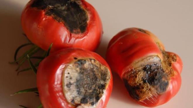 Daha sonra iine biraz pirinleriniz ykadnz sudan koyun.   En son ilem olrak ise plastik bir rt ile rtp domateslerin mayalanmas iin kenarda brakn.