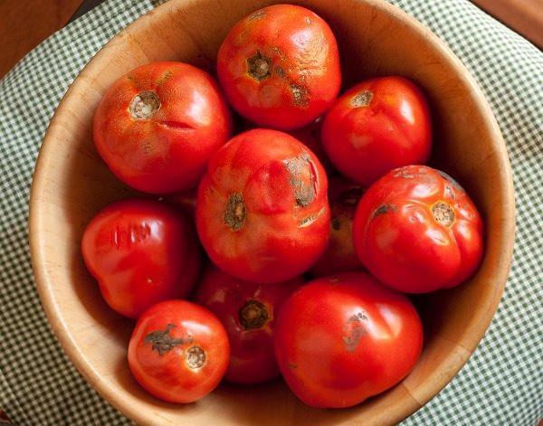 SALA YAPARAK DEERLENDREBLRSNZ    Uzun sre beklemi ezik deforme olmu domtaesleri ayklayarak rmeye yeni balayan yerleri kesip sala yapmnda kullanabilirsiniz.