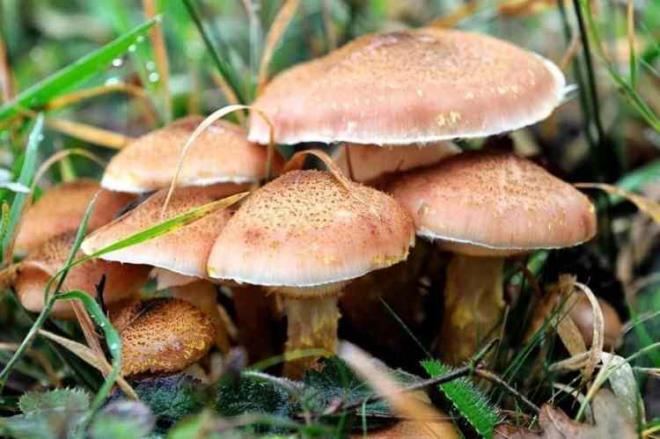 MANTARLAR    Mantarlarn radyoaktif olanlar da dahil olmak zere ar metalleri emme eilimi nedeniyle, zehirlenmelere sebep olabilir. Bu nedenle i tketecekseniz dikkatli olmanzda fayda var.