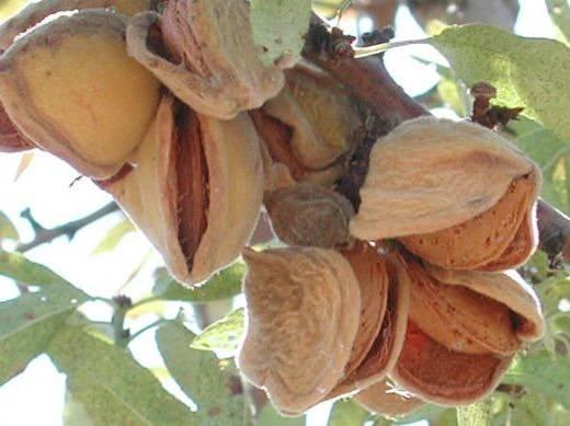 BADEM    Ac badem z de tketildiinde ocuklarda iddetli veya ldrc etkiler gzlemlenmi.