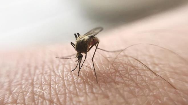 Geceleri sran sivrisinekler, kant sebebiyle insanlar adeta uyutmayabiliyorlar. Ancak o bceklerin oluturduu kanty durdurabilmek iin oysa bu kadar kolaym bile dedirtebilen baz yntemler bulunuyor. Sz konusu yntemler, sivrisinek kantsn geirme konusunda yardmc olabiliyor.