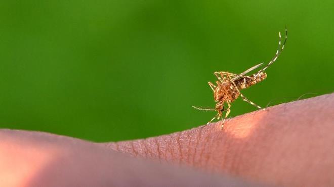 Souk Kompres: Sz konusu bcekler srd zaman, ilgili blgeye souk kompres uygulanabilir. Bu sayede kantnn derecesini hafifletmek mmkn olabilir. Ayrca bu yntem, ikinliin azaltlmas konusunda da faydal olabilir. Sz konusu yntem iin buz paketi veya souk su ile slatlm bir bez de kullanlabilir.