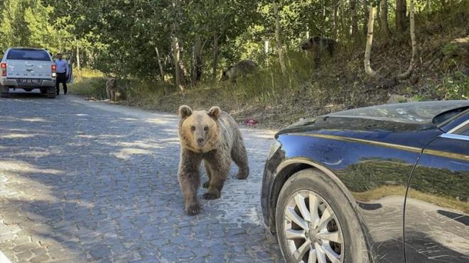 boz ay srpriziyle karlat.