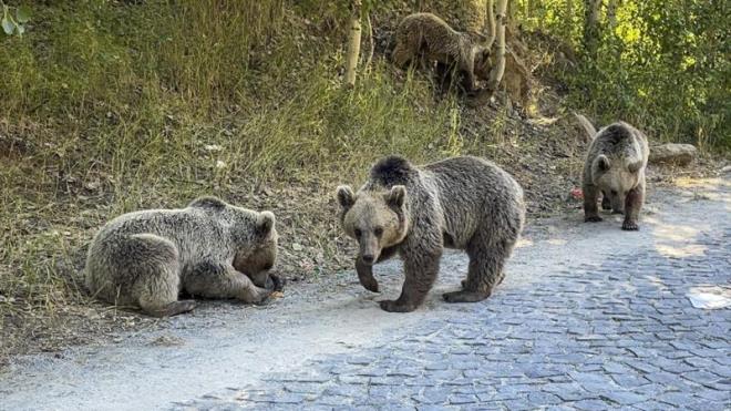 Hafta sonunu Tatvan'daki Nemrut Krater Gl'nde geirmek isteyen ziyaretiler,