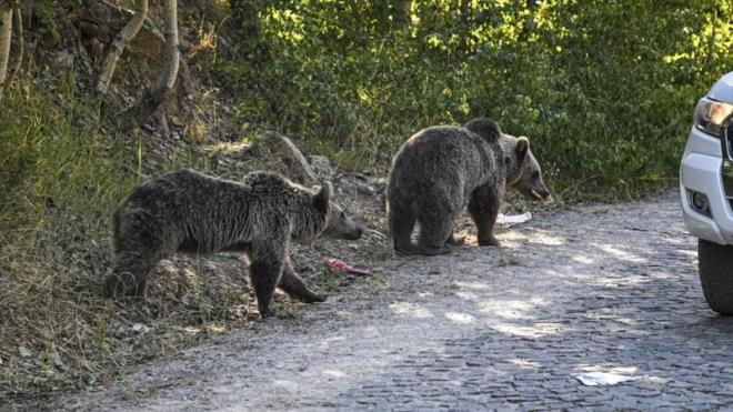 rater glne giden yolda bir grup boz ay gren ziyaretiler,