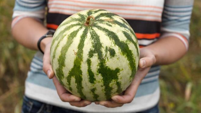 Lezzetli karpuz semenin basit yollar pek ok kii tarafndan aratrlabiliyor. Nitekim sz konusu yollardan bazlar aada yer alyor.