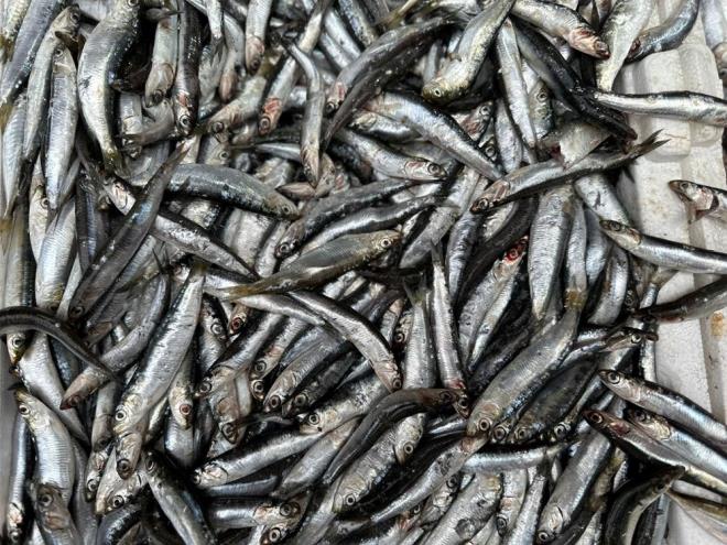 Bu sezon hamsinin daha bol olacan ifade eden balklar, denizde palamut olmadndan hamsilerin boylarnn uzun olduunu syledi.