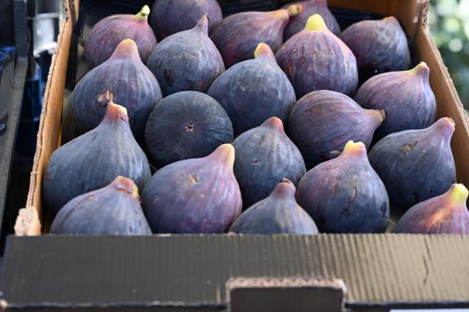 Bursa?da siyah incir retimi 30 ton&#8232;<br>Bursa?nn siyah incirini ?Blackbursa? markasyla tescilleyerek dnyann farkl lkelerindeki marketlerde yer almasn saladklarn belirten Bakan Akta, blge tarm kooperatifleri birlii adna alnan corafi iaret tescilinin nemine dikkat ekti. Uluslararas tarm rnleri ticaretinde nemli bir gereklilik olan ve kalitenin salanmasnda byk nem tayan Global Gap ve dier kalite belgelerine de sahip olduklarn hatrlatan Bakan Akta, ?Bu sayede Avrupa ve Asya?da rnlerimiz yer almaktadr. Gemi yllarda maalesef fiyatlarn dt zamanlar oldu ve devreye girerek destek olduk. Tarm A olarak almlar yaptk. Kimsenin parasn heba etmedik.