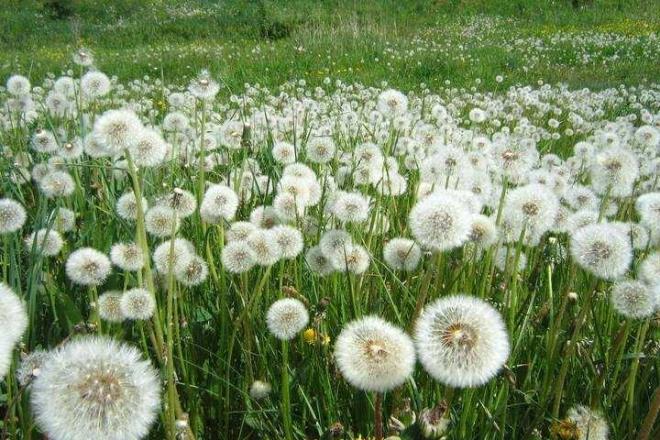 KARAHNDBA  <br>Karahindiba, sindirim sistemini toksinlerden temizleyen sebzelerin banda geliyor. Kandaki toksinleri temizler ayrca karacier hastalklarna kar kalkan olur.