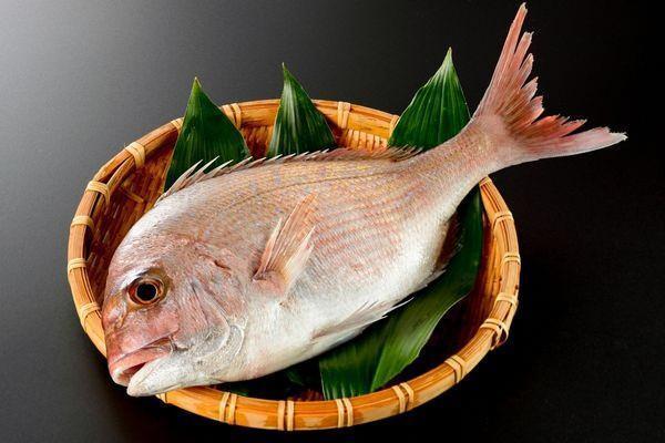 Olduka lezzetli olduu bilinen ipura, beyaz etiyle gnlk olarak sklkla tketilir.    Beslenmede byk neme sahip baln uzmanlarca, haftada en az iki kez tketilmesi tavsiye ediliyor.