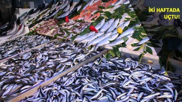 Sinarit grubuna ait bir balk olan ipura, Trkiye?de Ege ve Akdeniz kylarnda bol bulunur. ipuralar gm pullu, 20 ? 30 cm boy aralnda, elips vcut eklinde, yanlar bask, gvdesi kaln, ba byk, gzlerinin arasnda hilal eklinde sar bir leke bulunduran balk trleri olarak tarif edilebilir.