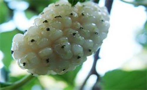 <p><b>BEYAZ DUTUN FAYDALARI;</b></p>  -Vcuda kuvvet verir, kanszla iyi gelir.  <p>-Az, bademcik ve boaz iltihab, di eti hastalklar ve ksre kar faydaldr.</p>  -Ate drr.  <p>-Karacieri kuvvetlendirir.</p>  -Mide ve barsaklarn dzenli almasna yardm eder.  <p>-zellikle yemekle birlikte yenildiinde hazm kolaylatrr.</p>  -A karnna yenen beyaz dut barsak kurtlarn drr. Mide ve barsaklar rahatlatr.