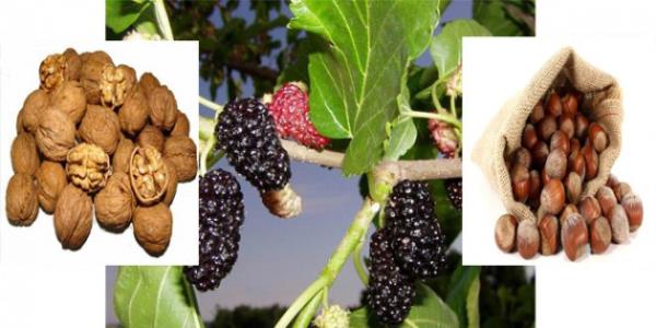 mre mr katan besinler ve faydalar en faydal besinler Dnyann en salk besinleri akland. Dut listenin ban ekti? ABD'li uzmanlarn hazrlad listede dut mucize olarak tanmlanyor. te listedeki besinler ve faydalar;