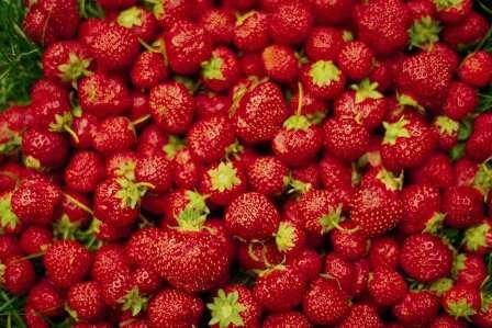 <p><b>FAYDALARI:</b></p>  -ilek vcuda kuvvet verir.  <p>-Kolesterol drr ve damar tkankln nler.</p>  -Ayn zamanda ok iyi bir antioksidan olan ilek baklk sistemini glendirir. Kansere kar kuruyucudur.  <p>-Sindirim sisteminin dzenli almasna ok faydaldr. Barsak kurtlarn dker, idrar sktrr...</p>  -Kan temizler.  <p>-Di etlerini glendirir ve az kokusunu giderir.</p>  -Sakinletirici etkisi ile tansiyonu drr ve stresi azaltr.  <p>-Atei drr. Romatizma ve karacier rahatszlklarna iyi gelir.</p>  -Cildi nemlendirir, tazelik ve gzellik verir.