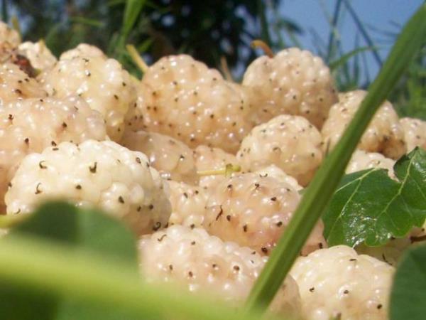 <b>DUT:</b> Demir asndan ok zengin, dem zc, idrar sktrc, barsak kurtlarn drc etkisi var. Sadece dut meyvesinin deil yapraklarnn da bu zellii bulunuyor. Yapraklarn bir dier nemli zellii ise kanamay durdurmas.