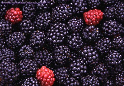 <p><b>FAYDALARI:</b></p>  -Brtlen idrar sktrr.  <p>-Ayaklardaki ilikleri indirir.</p>  -Yksek tansiyonu drr  <p>-Gzlerdeki zafiyeti giderir.</p>  -Mesane talarnn dmesine yardmc olur.  <p>-Az, dil, di eti ve bademcik giderir.</p>  -Kadnlarda grlen beyaz aknty keser.  <p>-Haricen kullanld takdirde arlar dindirir, yanklar iyiletirir.</p>  -Kk kaynatlp, suyu iilecek olursa kandaki eker miktarn drr