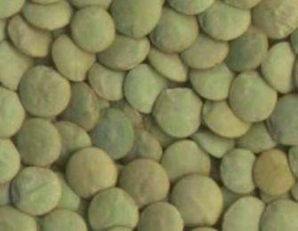 <b>TAVSYE:</b> Yeil mercimein suyu ok faydaldr. Kaynatp o suyu tketirseniz kas arlarndan kurtulabilirsiniz.