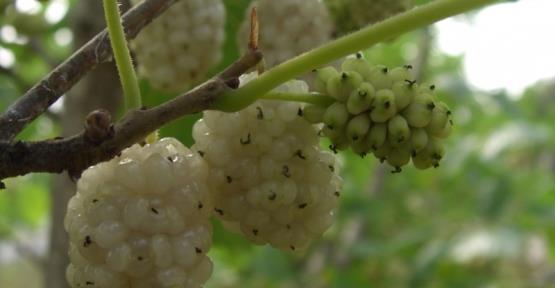 <b>TAVSYE:</b> 250 gram suya 7 gram dut yapra koyup kaynatn? Bu iildiinde barsak kurtlarn dkyor.