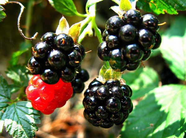 <b>BRTLEN:</b> Cilt genletirici zellii var. Brtlen hafza kaybndan, mesane talarna kadar pek ok hastala iyi geliyor. Mucizevi etkisi ise yapraklarnda.Yapraklar kaynatlrsa, yaralar iyiletirmede esiz bir ila.